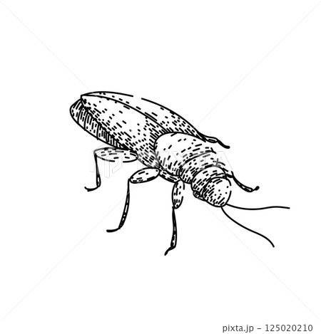 insect cockroach sketch hand drawn vector insect cockroach sketch hand drawn vector 125020210