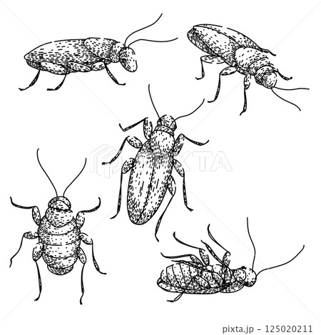 cockroach set sketch hand drawn vector cockroach set sketch hand drawn vector 125020211