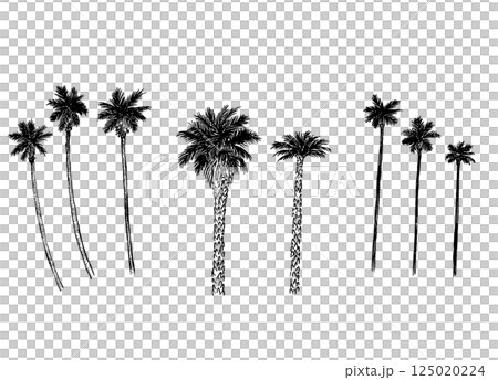 観光/四国徳島県のシンボルツリー「ワシントンヤシ」_手描き線画カットイラスト・モノクロ 観光/四国徳島県のシンボルツリー「ワシントンヤシ」_手描き線画カットイラスト・モノクロ 125020224