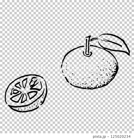 Tourism/Sudachi, a specialty of Tokushima Prefecture in Shikoku_Hand-drawn line drawing, monochrome illustration 125020234