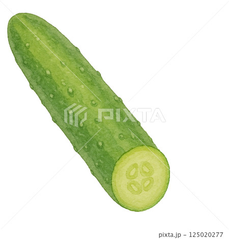 きゅうりと断面の水彩風イラスト（背景透過） 125020277