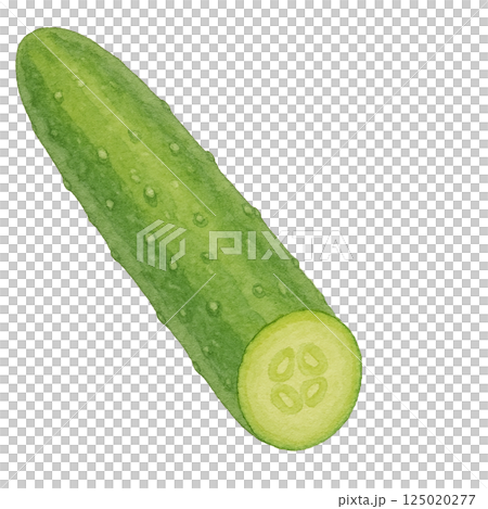 きゅうりと断面の水彩風イラスト（背景透過） 125020277
