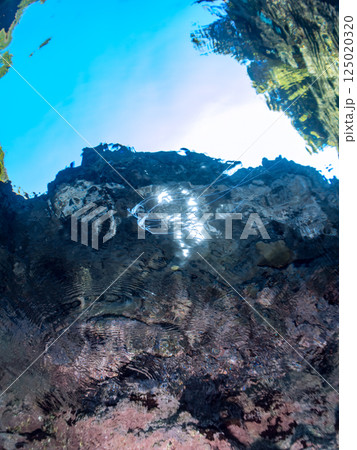 水面を泳ぐ美しいイトヒキアジのトリオ。ヒリゾ浜中木南伊豆町伊豆半島静岡県2024 水面を泳ぐ美しいイトヒキアジのトリオ。ヒリゾ浜中木南伊豆町伊豆半島静岡県2024 125020320