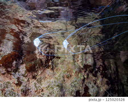 水面を泳ぐ美しいイトヒキアジのトリオ。ヒリゾ浜中木南伊豆町伊豆半島静岡県2024 125020326