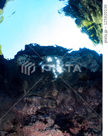 水面を泳ぐ美しいイトヒキアジのトリオ。ヒリゾ浜中木南伊豆町伊豆半島静岡県2024 125020330