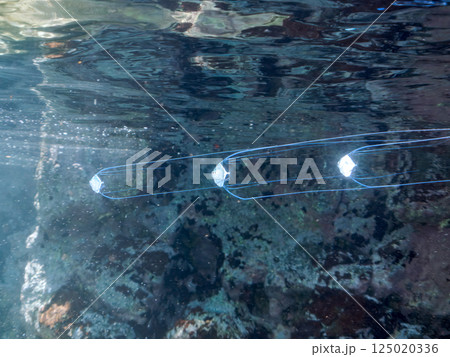 水面を泳ぐ美しいイトヒキアジのトリオ。ヒリゾ浜中木南伊豆町伊豆半島静岡県2024 125020336