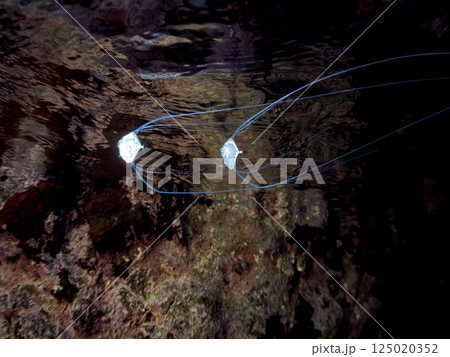 水面を泳ぐ美しいイトヒキアジのトリオ。ヒリゾ浜中木南伊豆町伊豆半島静岡県2024 水面を泳ぐ美しいイトヒキアジのトリオ。ヒリゾ浜中木南伊豆町伊豆半島静岡県2024 125020352