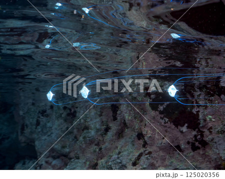 水面を泳ぐ美しいイトヒキアジのトリオ。ヒリゾ浜中木南伊豆町伊豆半島静岡県2024 水面を泳ぐ美しいイトヒキアジのトリオ。ヒリゾ浜中木南伊豆町伊豆半島静岡県2024 125020356