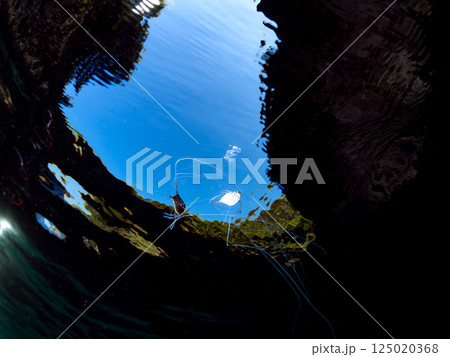 水面を泳ぐ美しいイトヒキアジのトリオ。ヒリゾ浜中木南伊豆町伊豆半島静岡県2024 水面を泳ぐ美しいイトヒキアジのトリオ。ヒリゾ浜中木南伊豆町伊豆半島静岡県2024 125020368