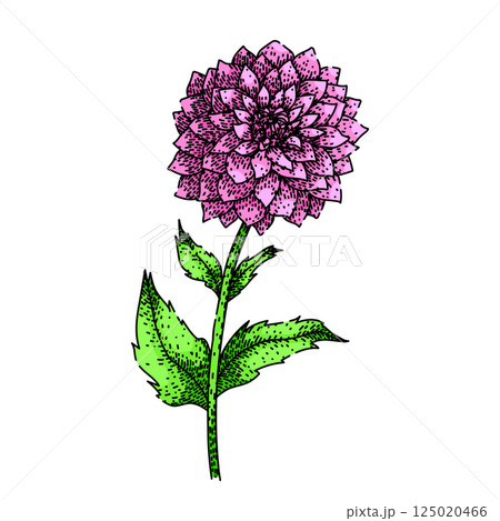 petal dahlia sketch hand drawn vector petal dahlia sketch hand drawn vector 125020466