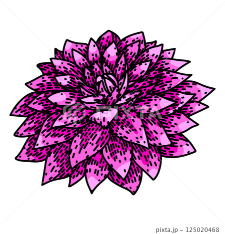 flower dahlia sketch hand drawn vector 125020468