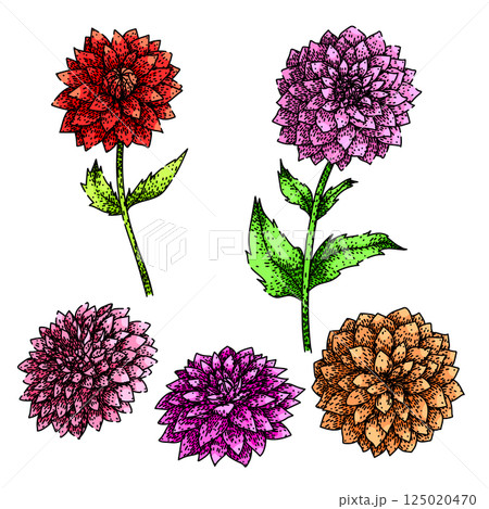 dahlia set sketch hand drawn vector 125020470