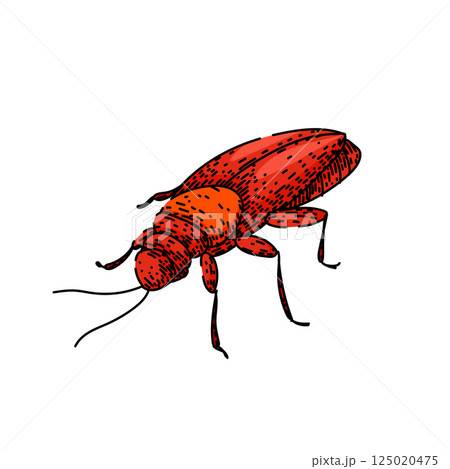 insect cockroach sketch hand drawn vector 125020475