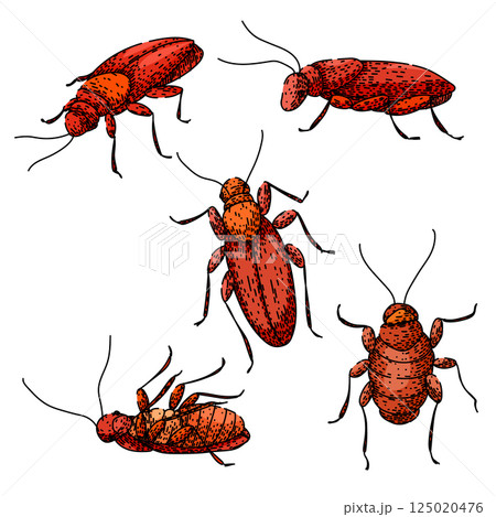 cockroach set sketch hand drawn vector 125020476