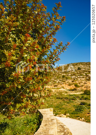 Green bush with red flowers 125020657