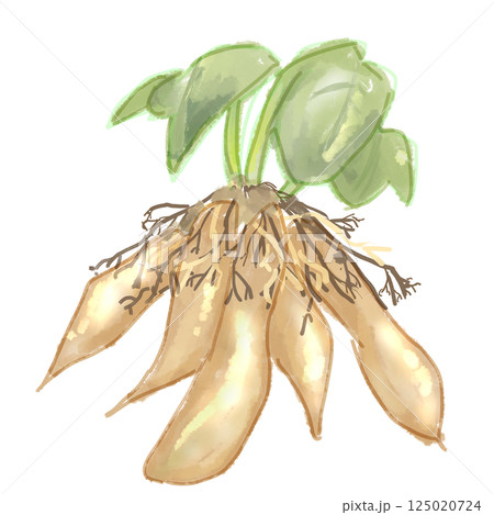 ヤーコン 125020724