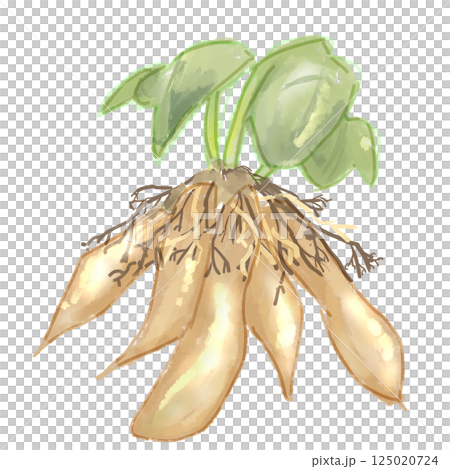 ヤーコン 125020724