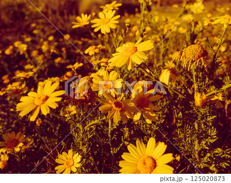 Yellow flowers on mediterranean coast Yellow flowers on mediterranean coast 125020873