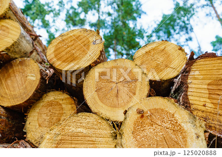 Pile of wood wooden logs in forest 125020888