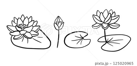 Lotus flower line sketch isolated on white background. Botanical hand drawn illustrations set. 125020965