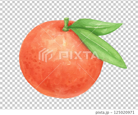 Watercolor mandarin with leaves, isolated food illustration 125020971
