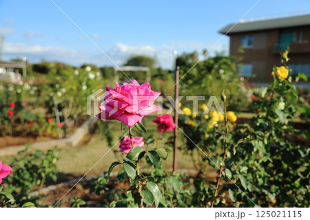 荒尾市　おもやい市民花壇　バラの花、 125021115