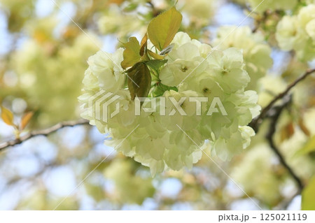 うこん桜　鬱金桜　薄緑色の花をつけるうこんの桜 125021119