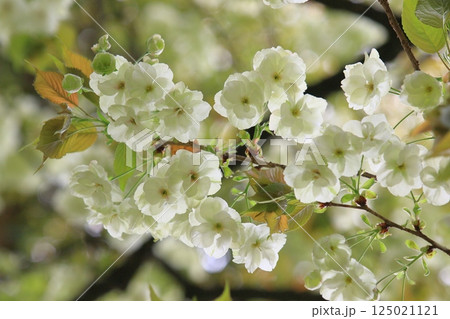 うこん桜 鬱金桜 薄緑色の花をつけるうこんの桜 うこん桜 鬱金桜 薄緑色の花をつけるうこんの桜 125021121