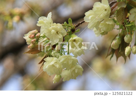うこん桜　鬱金桜　薄緑色の花をつけるうこんの桜 125021122