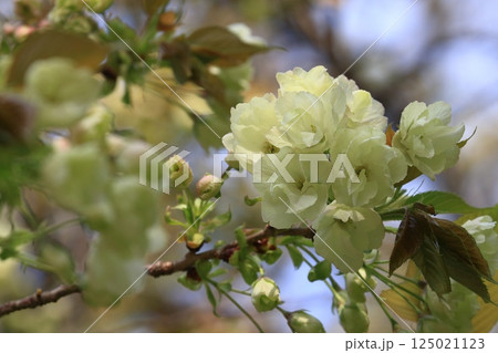 うこん桜 鬱金桜 薄緑色の花をつけるうこんの桜 うこん桜 鬱金桜 薄緑色の花をつけるうこんの桜 125021123