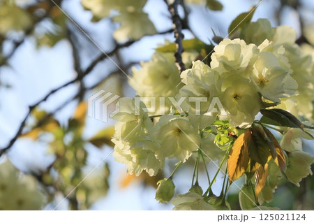 うこん桜　鬱金桜　薄緑色の花をつけるうこんの桜 125021124