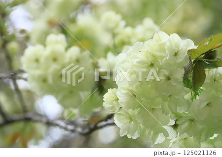 うこん桜　鬱金桜　薄緑色の花をつけるうこんの桜 125021126
