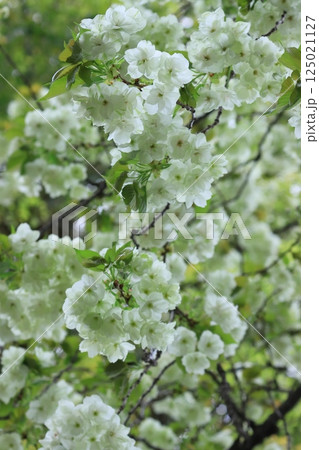 うこん桜 鬱金桜 薄緑色の花をつけるうこんの桜 うこん桜 鬱金桜 薄緑色の花をつけるうこんの桜 125021127