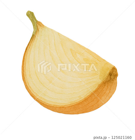 玉ねぎの断面イラスト(半分カット・水彩風・背景透過) 玉ねぎの断面イラスト(半分カット・水彩風・背景透過) 125021160