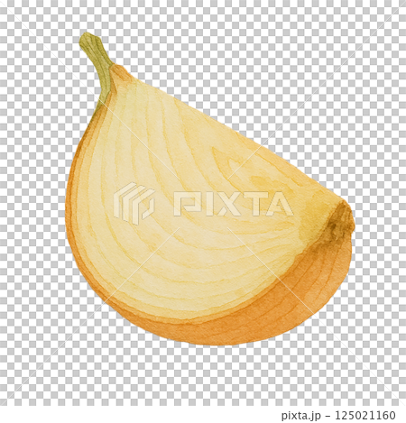 洋蔥橫切面圖(半切,水彩風格,透明背景) 洋蔥橫切面圖(半切,水彩風格,透明背景) 125021160