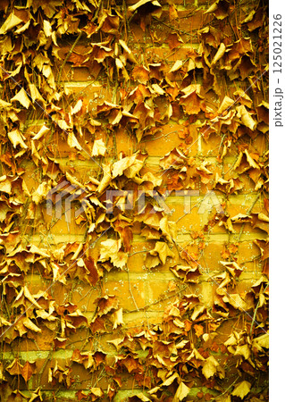 Red brick wall background and dry ivy leaves plants Red brick wall background and dry ivy leaves plants 125021226