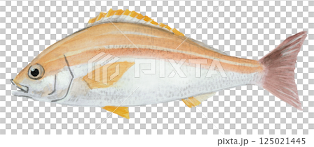 咕嚕魚水彩畫 125021445