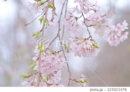 桜の花が咲いています 桜の花が咲いています 125021476