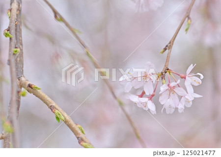 揺れる枝垂れ桜 揺れる枝垂れ桜 125021477