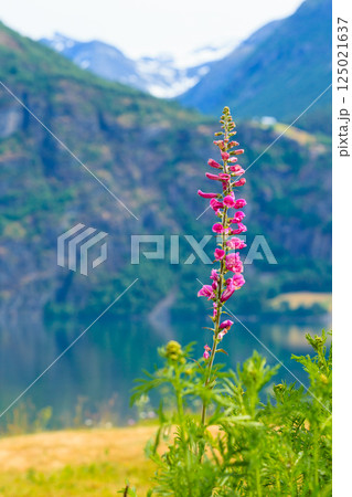 Mountains and fjord in Norway, 125021637