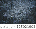 薄暮の雪が積もった木々 125021903