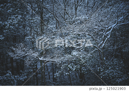 薄暮の雪が積もった木々 125021903