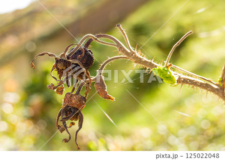 Dried wild rose hip 125022048