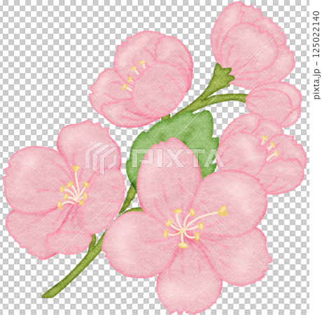 sakura flower watercolor illustration sakura flower watercolor illustration 125022140