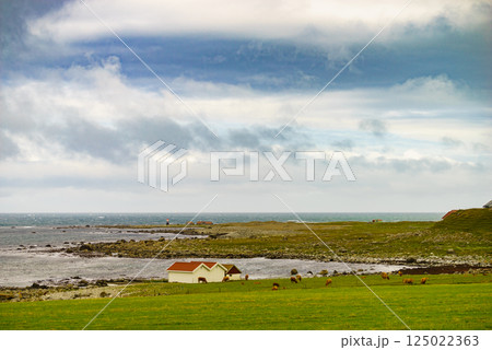 Cows on pasture. Coast landscape, south Norway 125022363