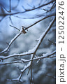 雪の積もった木の枝 125022476