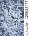 雪の積もった木の枝 125022477