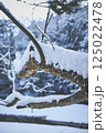 雪の積もった木の枝 125022478