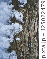 雪の付いた木の幹 125022479