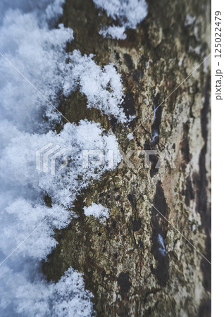 雪の付いた木の幹 雪の付いた木の幹 125022479